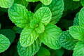 Peppermint Seeds | Organic NON-GMO | Perennial Herb | Mentha × piperita