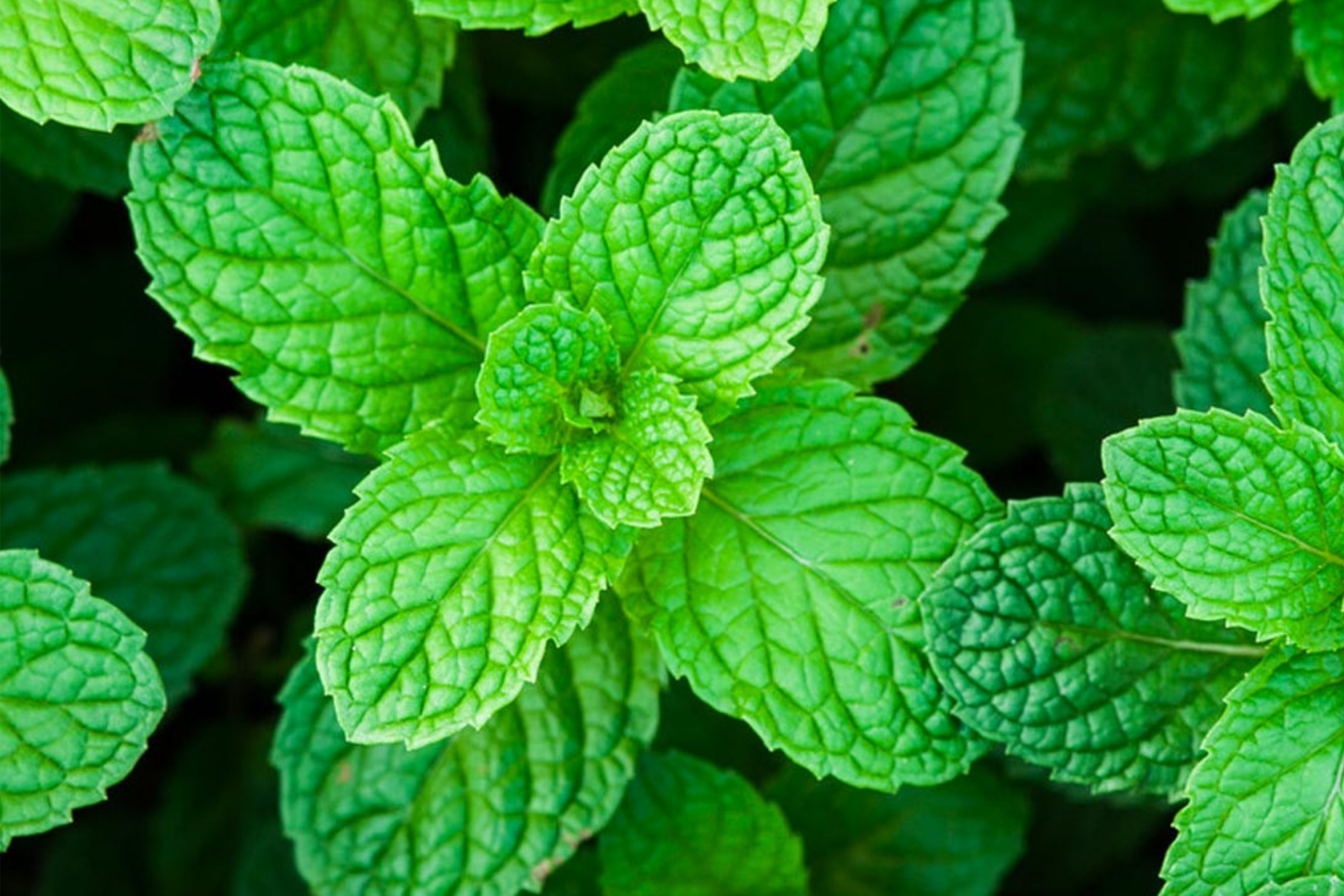 Peppermint Seeds | Organic NON-GMO | Perennial Herb | Mentha × piperita
