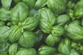 Genovese Basil Herb Seeds | Sweet Basil | Non-GMO Vegetable Seeds | Ocimum basilicum