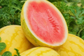 Gold Skin Watermelon Seeds - Yellow/Royal Golden Variety | Citrullus lanatus | Vegetable Seeds for Home Garden