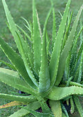 14–18" Organic Aloe Vera Plant – Live Medicinal Succulent – Heirloom, Natural Skincare, Easy Indoor/Outdoor Houseplant