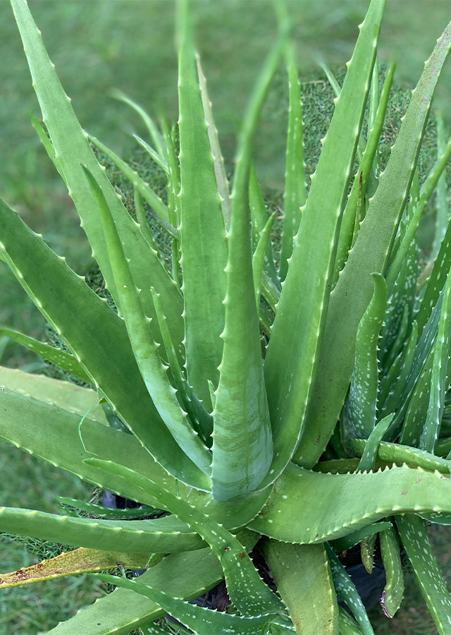 14–18" Organic Aloe Vera Plant – Live Medicinal Succulent – Heirloom, Natural Skincare, Easy Indoor/Outdoor Houseplant