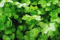Organic Cilantro Seeds - 150+ Non-GMO Slow Bolt Variety - Fresh Garden Seeds - USA Grown
