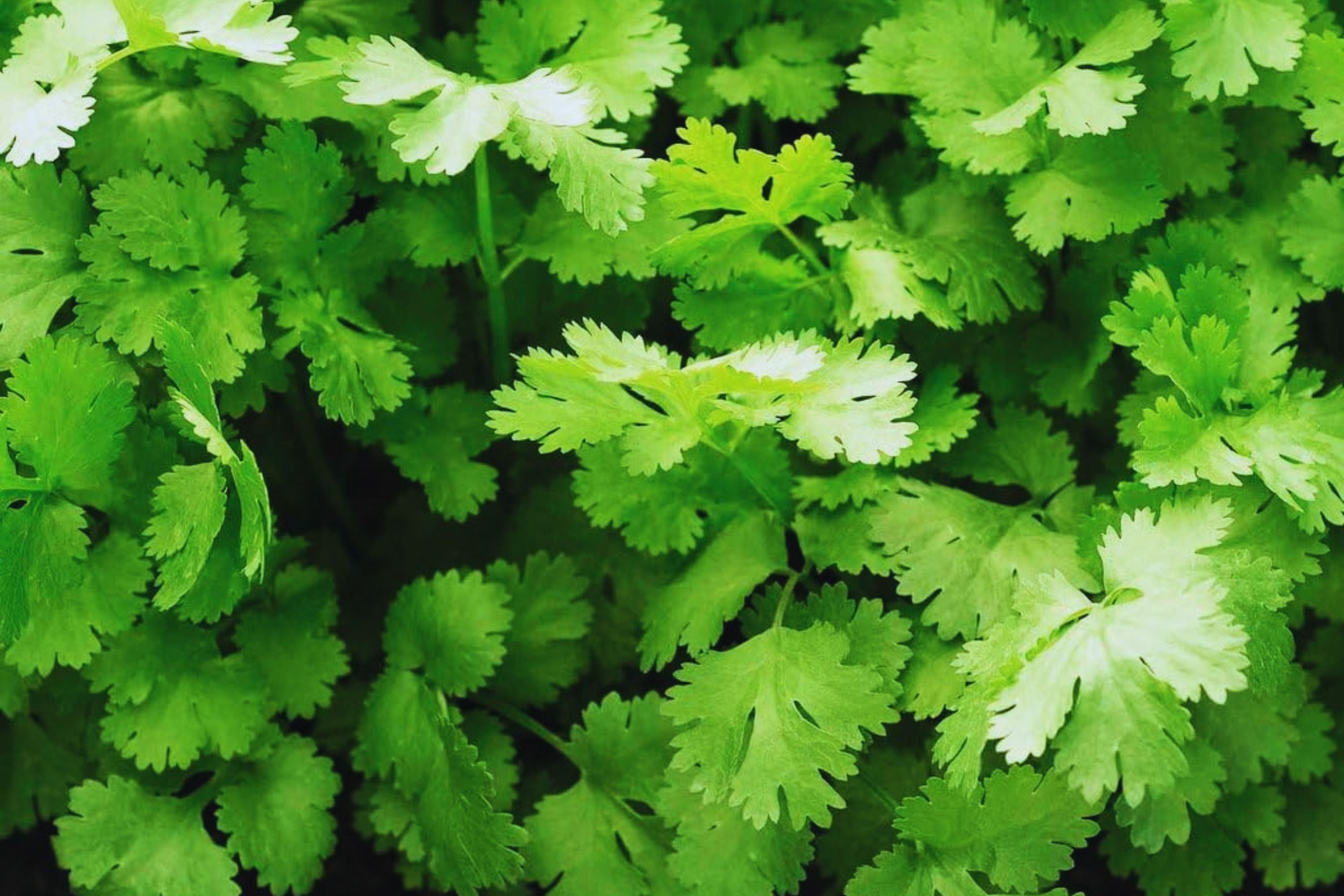 Organic Cilantro Seeds - 150+ Non-GMO Slow Bolt Variety - Fresh Garden Seeds - USA Grown