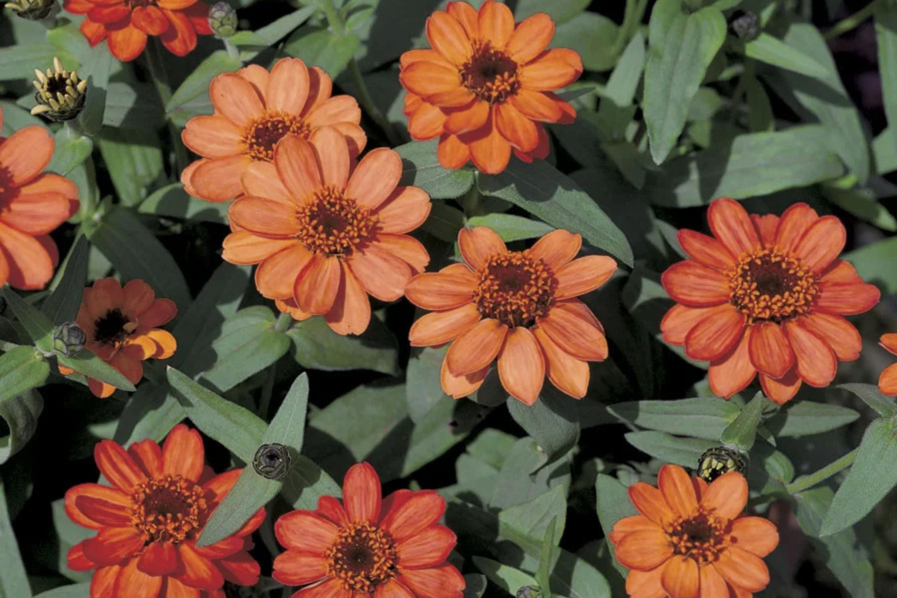 Profusion Apricot Zinnia Seeds – 100 Heirloom Flower Seeds, , Drought-Tolerant, Pollinator & Cut Flower Garden