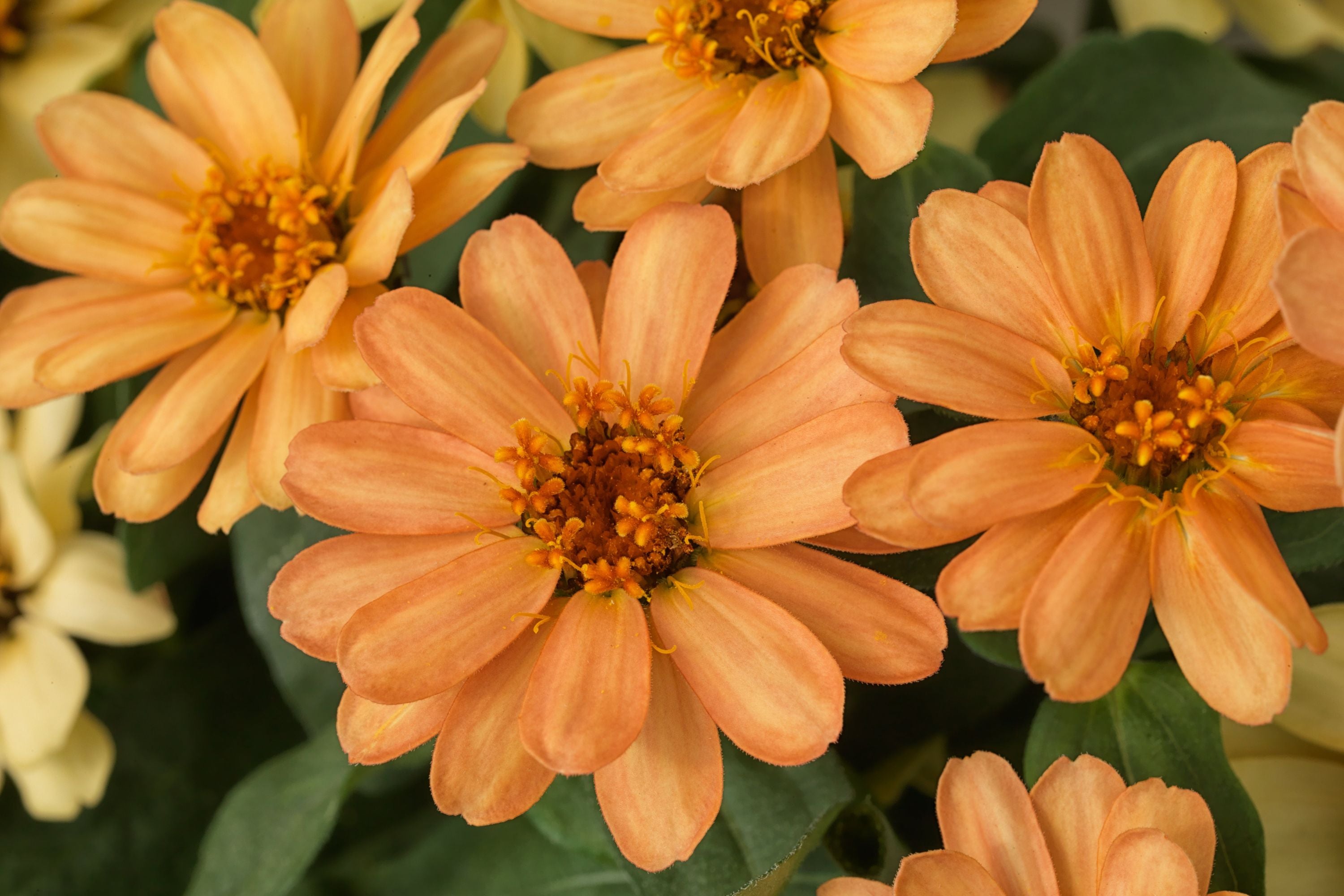 Profusion Apricot Zinnia Seeds – 100 Heirloom Flower Seeds, , Drought-Tolerant, Pollinator & Cut Flower Garden