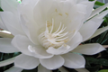 Unrooted Cutting 8" Epiphyllum Oxypetalum Fragrant Orchid Cactus Cereus