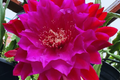 Epiphyllum Cutting X-Large Purple Flower 8" Long Orchid Cactus Succulent Plant