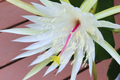 Epiphyllum Hookeri Strictum Cutting | Orchid Cactus Succulent | White Flower