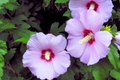 Unrooted Cuttings Rose-of-Sharon 5 Pack Lavender Double Hibiscus syriacus Bush/Shrub/Tree