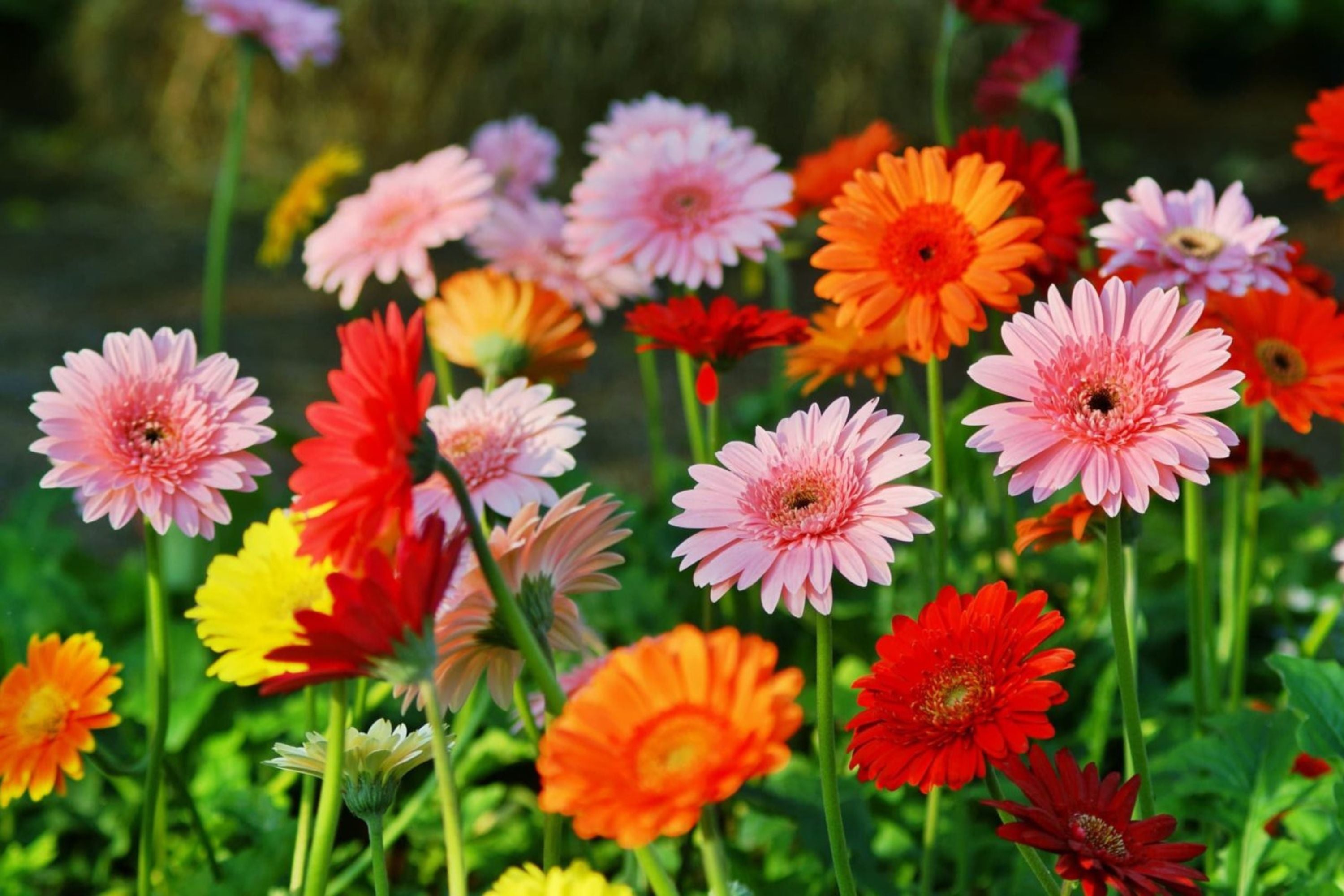 Majorette Gerbera Daisy Seeds – 200+ Premium Flower Seeds, , Compact & Colorful, Pollinator & Container Garden