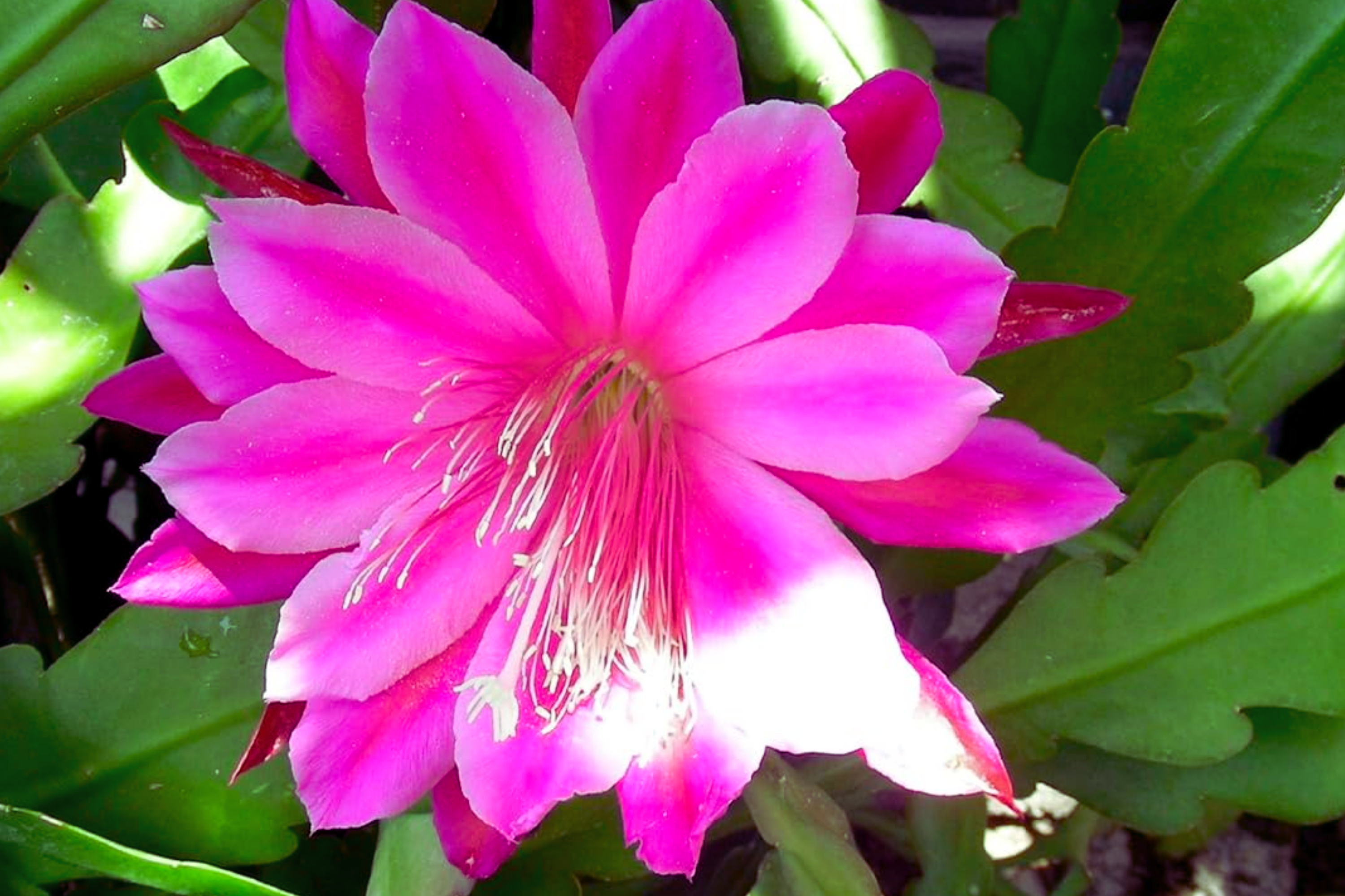 Epiphyllum Unrooted Cutting 8" Long Orchid Cactus Succulent X-Large Purple Flowering Plant