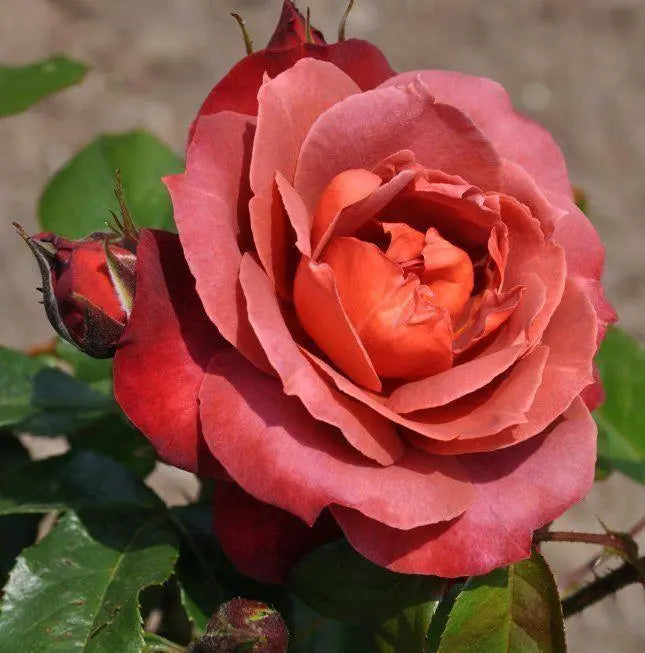 Super Rare Hot Cocoa Rose Cuttings – 3 Unrooted Cuttings for Rooting or Grafting | Rosa ‘Hot Cocoa’ Smoky Orange-Brown Floribunda