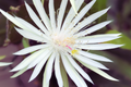 8" Epiphyllum Hookeri Strictum Orchid Cactus - Succulent Plant for Indoor Gardening