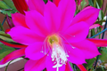 Epiphyllum Unrooted Cutting Orchid Cactus Succulent, Giant Fuchsia, Cereus