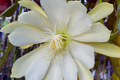 Epiphyllum Crenatum Cutting 8" Orchid Cactus Succulent Chichicastenango