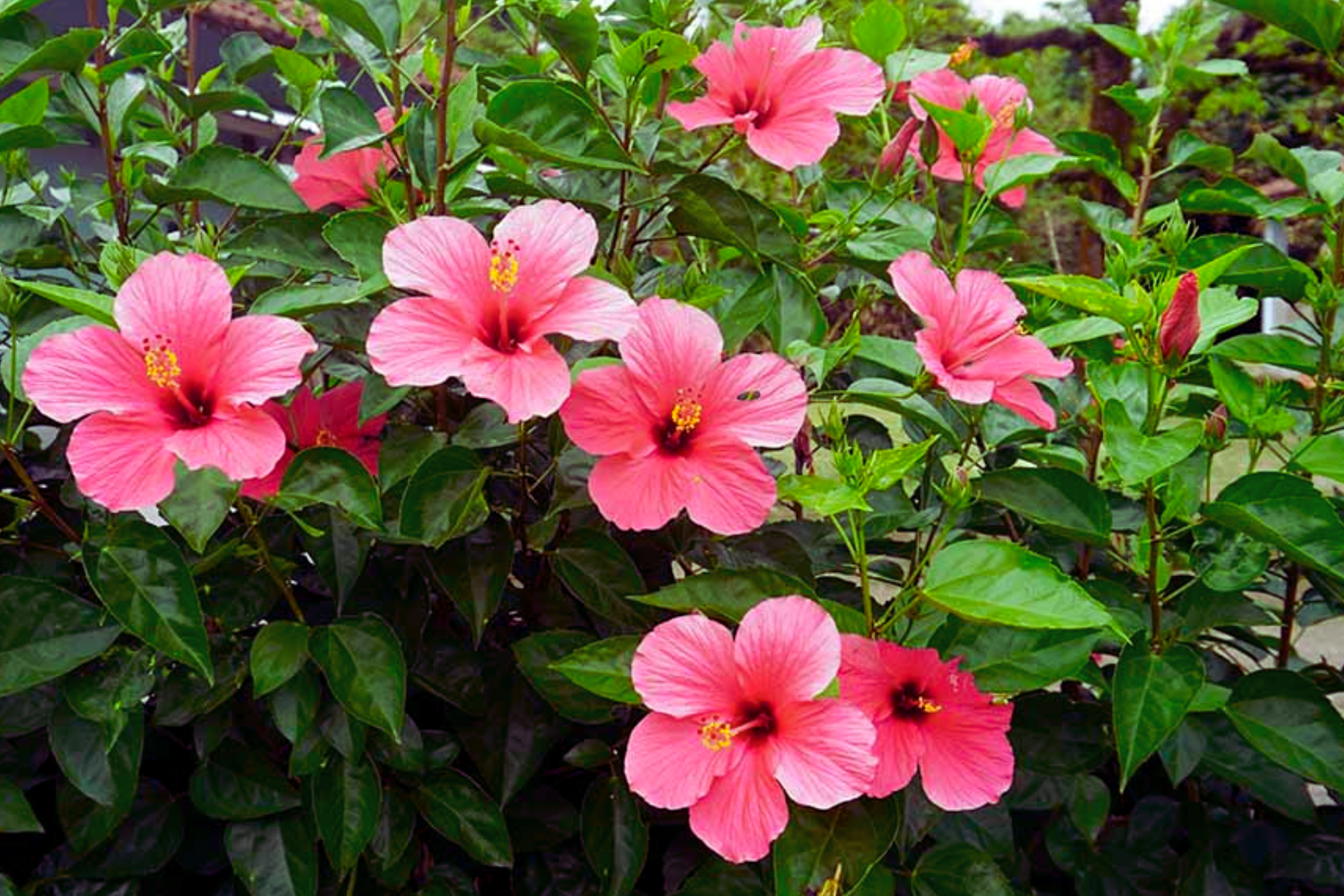 Hibiscus Cuttings 8" Stems Hawaiian Pink Branches Bush Shrub Tree (Hibiscus rosa-sinensis)