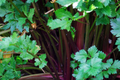 Redventure Celery Seeds - 150 Seeds - Open-Pollinated Vegetable - Apium graveolens - Home Gardening