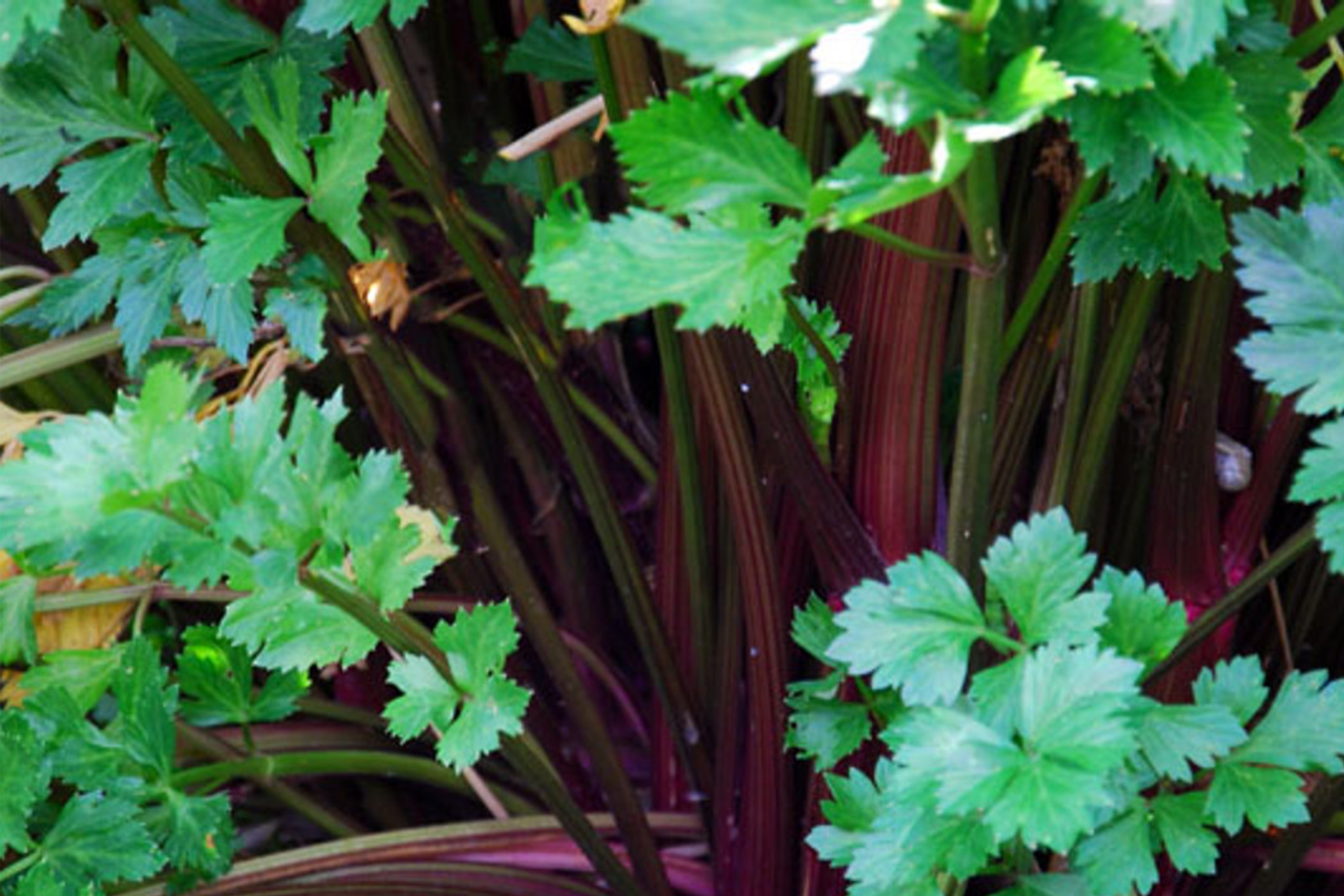 Redventure Celery Seeds - 150 Seeds - Open-Pollinated Vegetable - Apium graveolens - Home Gardening