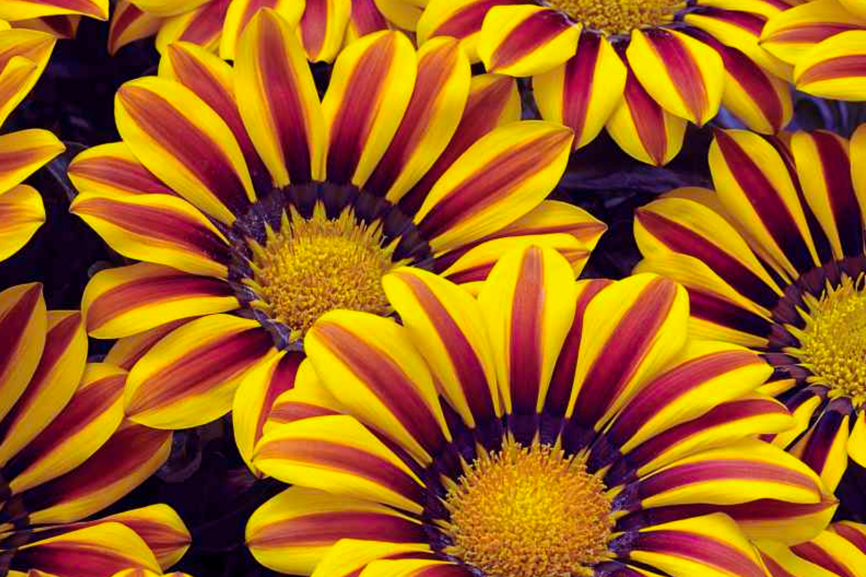 Gazania Seeds 25 Count Kiss Orange Flame, Annual Flower, Gazania rigens, Bright Orange with Red Stripes, US Seller