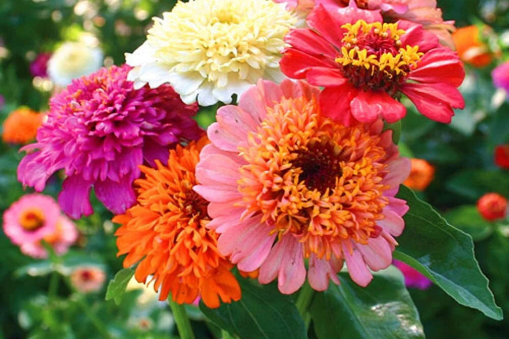 Scabiosa Flowered Zinnia Seeds – 100+ Unique Bloom Seeds, , Double Petals, Cut Flower Garden, Pollinator Favorite