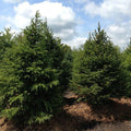 Norway Spruce Tree Seedling 6–12 Inches – Picea abies, Bare Root Evergreen Conifer for Landscape