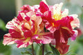 Super Rare Degas Rose Cuttings – 3 Unrooted Cuttings for Rooting or Grafting | Rosa ‘Degas’ Striped Yellow-Red Rose