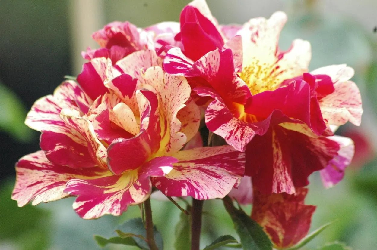 Super Rare Degas Rose Cuttings – 3 Unrooted Cuttings for Rooting or Grafting | Rosa ‘Degas’ Striped Yellow-Red Rose