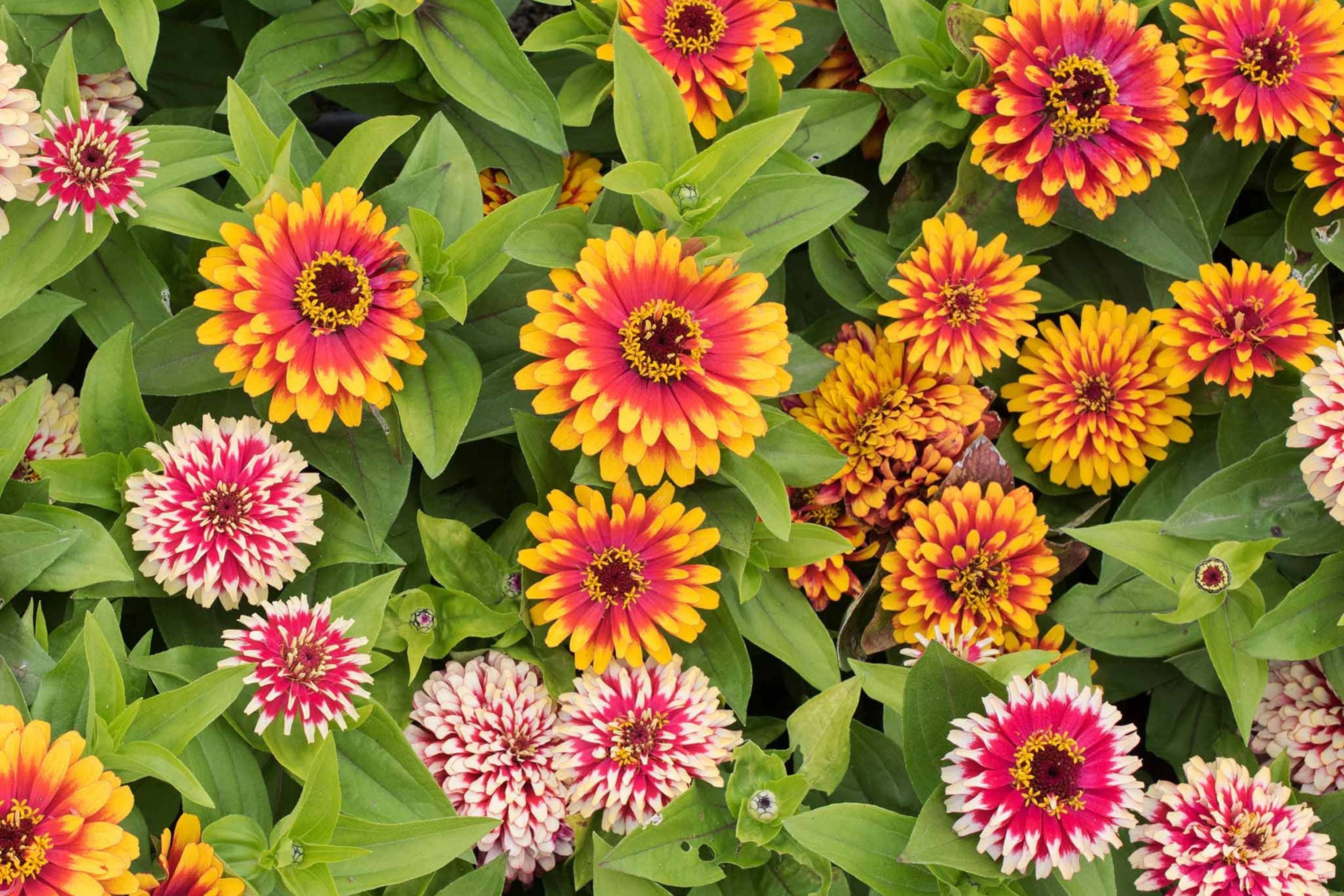Swizzle Mix Zinnia Seeds - 100+ Heirloom Flower Seeds, , Bi-Color Blooms, Cut Flower & Pollinator Garden