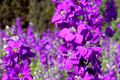 Verbascum Seeds - 300 PCS Mix Colors, Verbascum Phoenicium, Purple Mullein, Perennial Flower Seeds for Garden