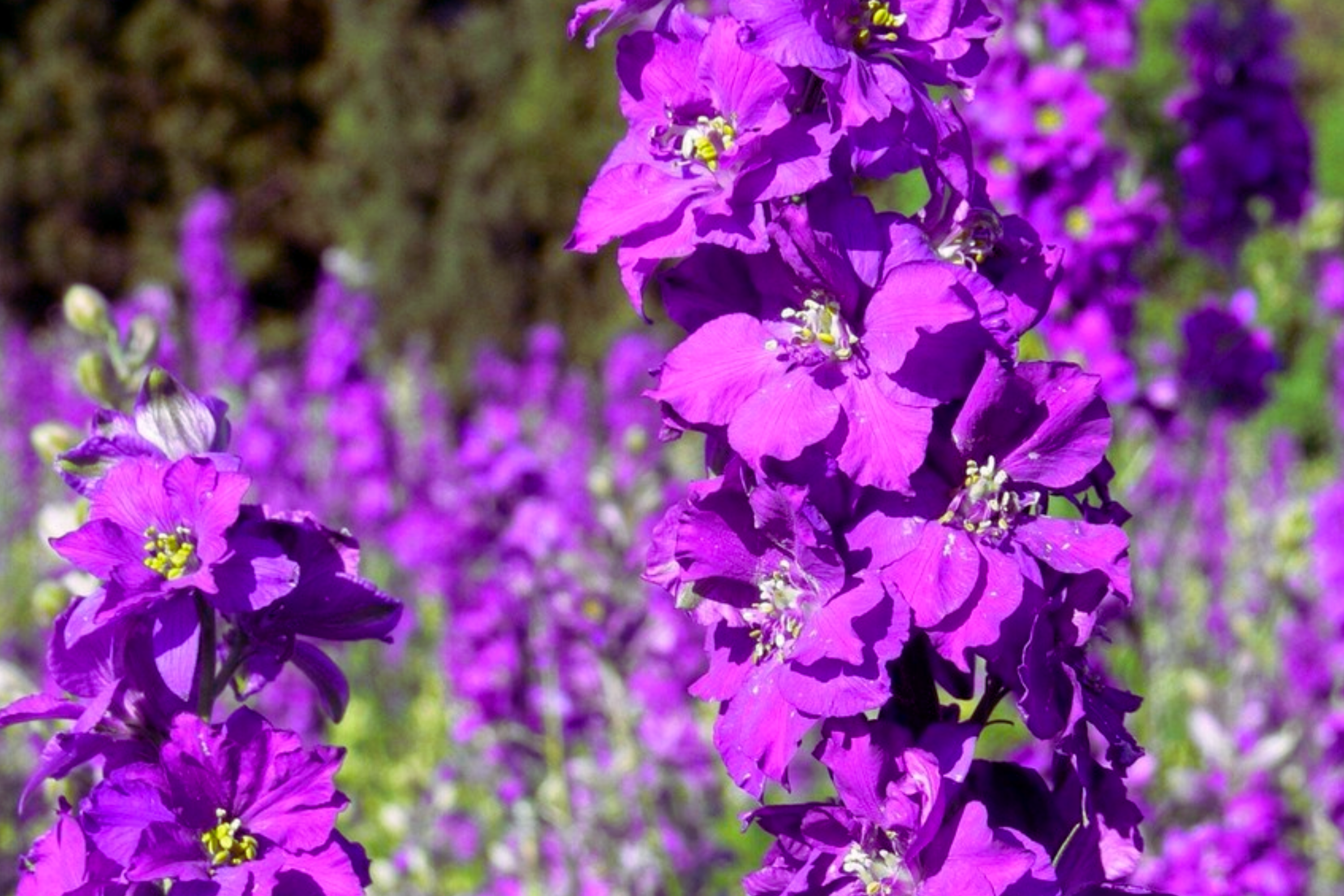 Verbascum Seeds - 300 PCS Mix Colors, Verbascum Phoenicium, Purple Mullein, Perennial Flower Seeds for Garden