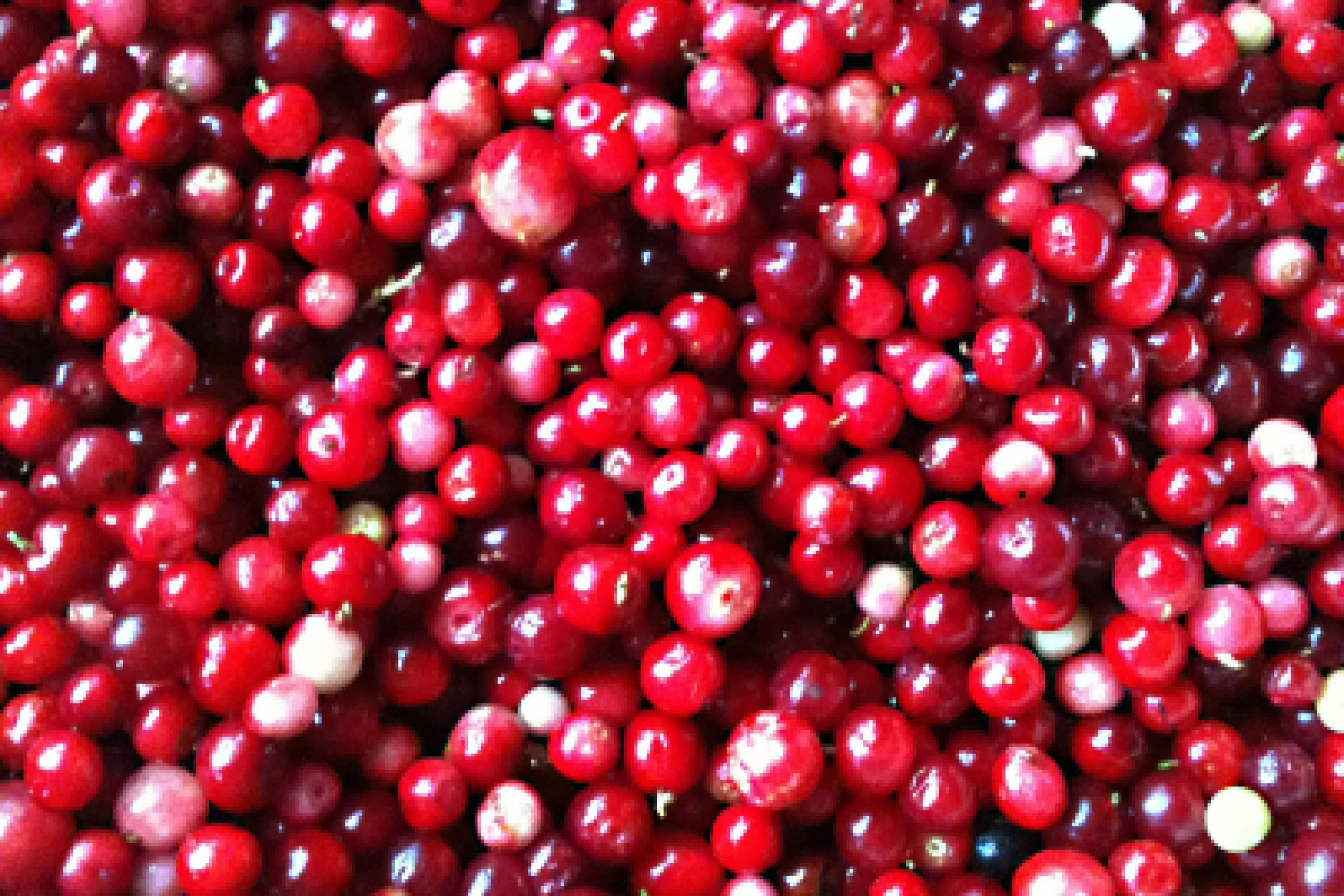 Mountain Cranberry Seeds, 50 PCS, Vaccinium Vitis-idaea, Edible Fruit, Perennial, USDA Zones 2-7, Full Sun, Pink Bloom
