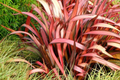 Phormium Seeds - Purpureum 15 PCS - New Zealand Flax, Purple Foliage, Ornamental Grass, Phormium tenax