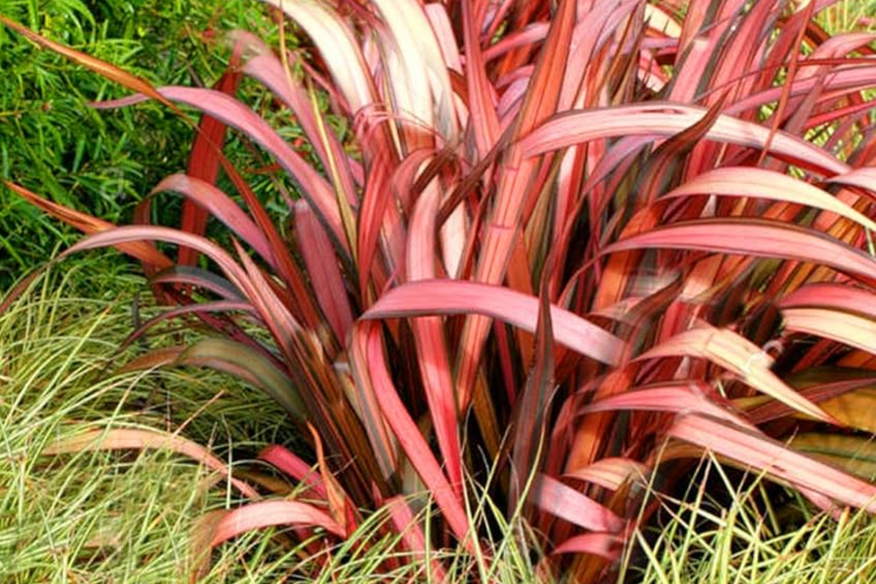 Phormium Seeds - Purpureum 15 PCS - New Zealand Flax, Purple Foliage, Ornamental Grass, Phormium tenax