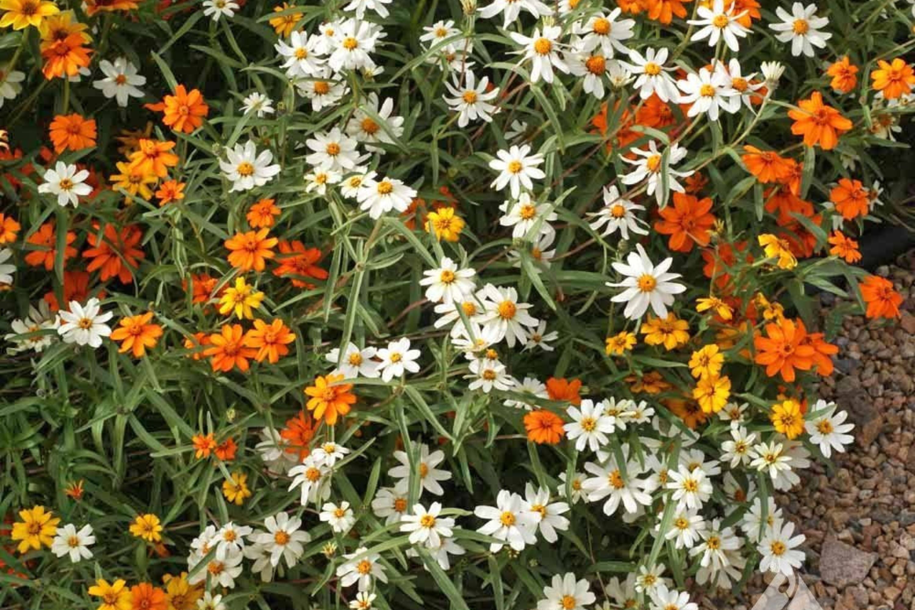 Starbright Mix Zinnia Seeds - 100+ Colorful Flower Seeds, , Pollinator Favorite, Cut Flower Garden, USA Grown