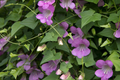 Climbing Snapdragon Seeds 25 PCS Violet Perennial Vine Asarina Scandens - Twining Flower Seeds for Garden Trellises