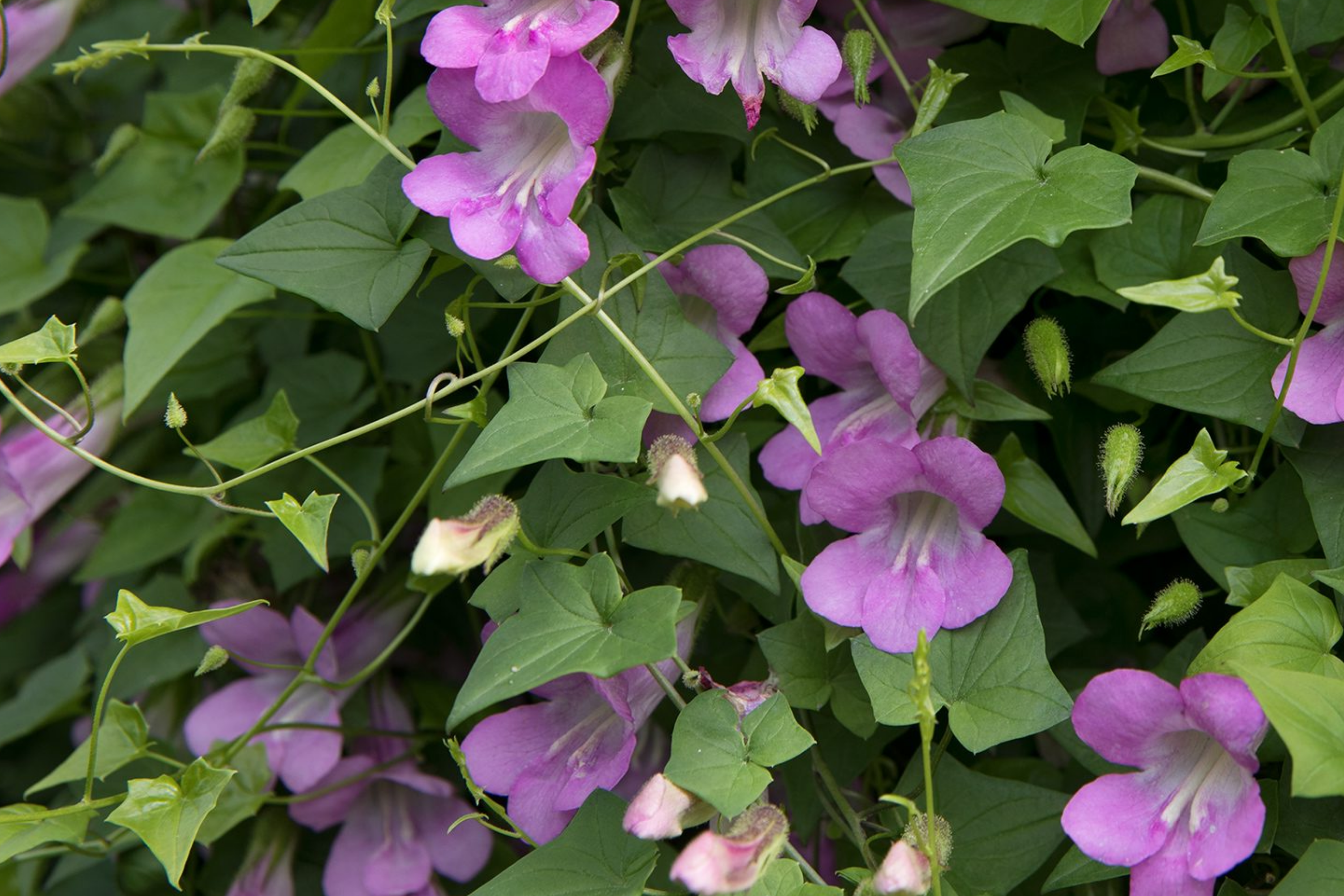 Climbing Snapdragon Seeds 25 PCS Violet Perennial Vine Asarina Scandens - Twining Flower Seeds for Garden Trellises