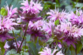 Wild Bergamot Seeds 600 Count, Mintleaf Bee Balm, Monarda fistulosa, Open-Pollinated, Aromatic Perennial for Pollinators