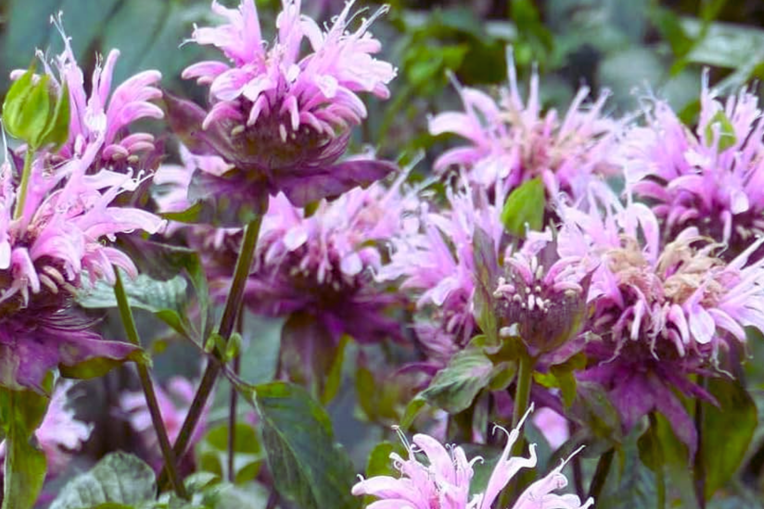 Wild Bergamot Seeds 600 Count, Mintleaf Bee Balm, Monarda fistulosa, Open-Pollinated, Aromatic Perennial for Pollinators