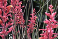 Hesperaloe Parviflora Seeds - 50 PCS Red Yucca - Heat Tolerant, Low Water, Full Sun - Texas Origin