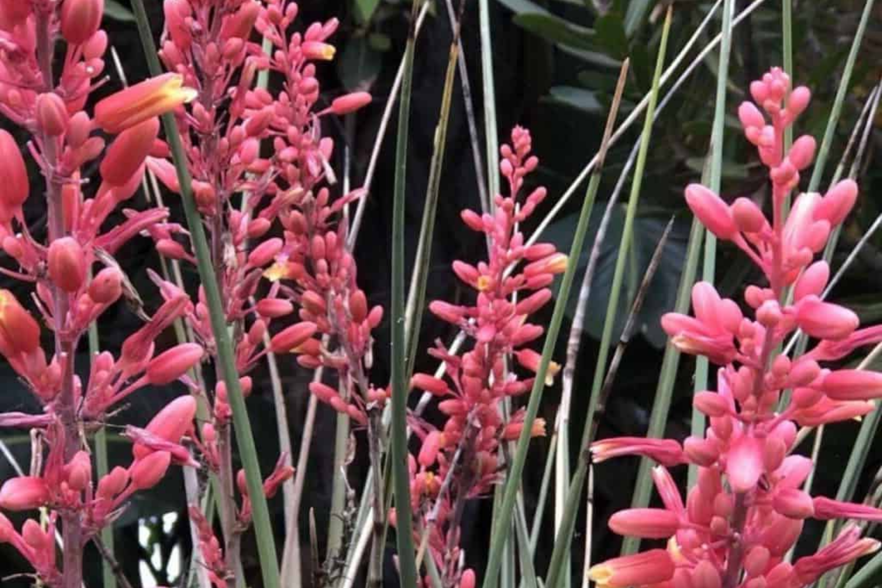 Hesperaloe Parviflora Seeds - 50 PCS Red Yucca - Heat Tolerant, Low Water, Full Sun - Texas Origin