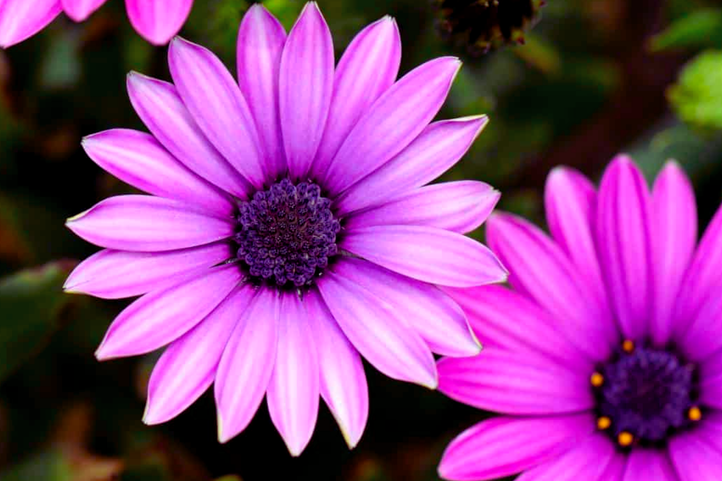 Osteospermum Flower Seeds, 40 PCS, Mixed Colors, Perennial Garden Seeds, Daisy-Like Blooms, Easy to Grow