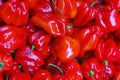 Red Scotch Bonnet Pepper Seeds - 25+ Non-GMO, Organic Seeds for Planting - Capsicum chinense