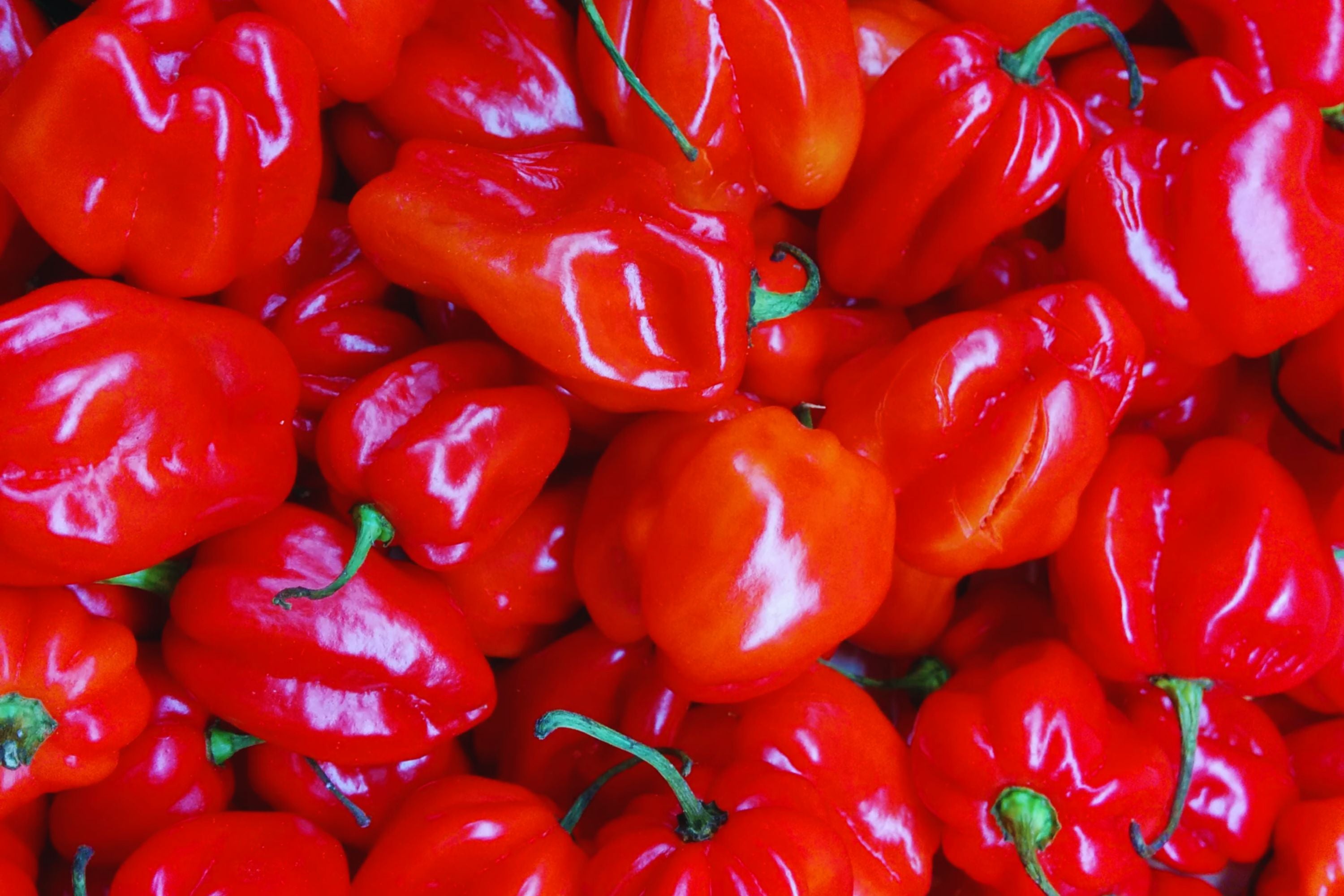 Red Scotch Bonnet Pepper Seeds - 25+ Non-GMO, Organic Seeds for Planting - Capsicum chinense