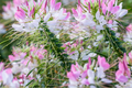 Cleome Seeds - 50 Count - Queen Mix (Pink, Purple, Rose, White) - Cleome hassleriana - Annual Garden Flower Seeds