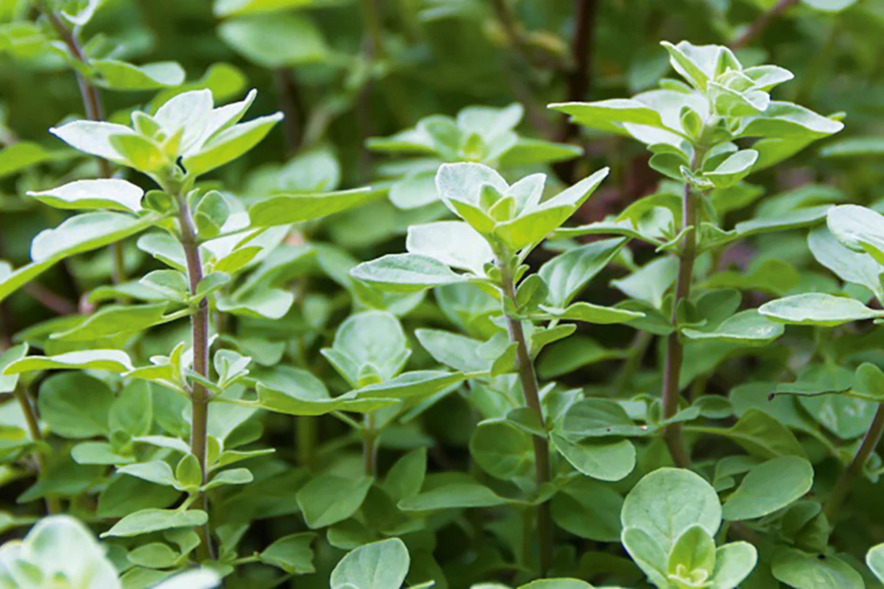 Sweet Oregano Seeds - 1,000 PCS - Origanum Vulgare - Aromatic Herb for Cooking - Italian, Greek, Mexican Cuisine