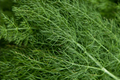 Dill Herb Seeds 500 Seeds G124 Bouquet Easy Grow Microgreen Anethum graveolens