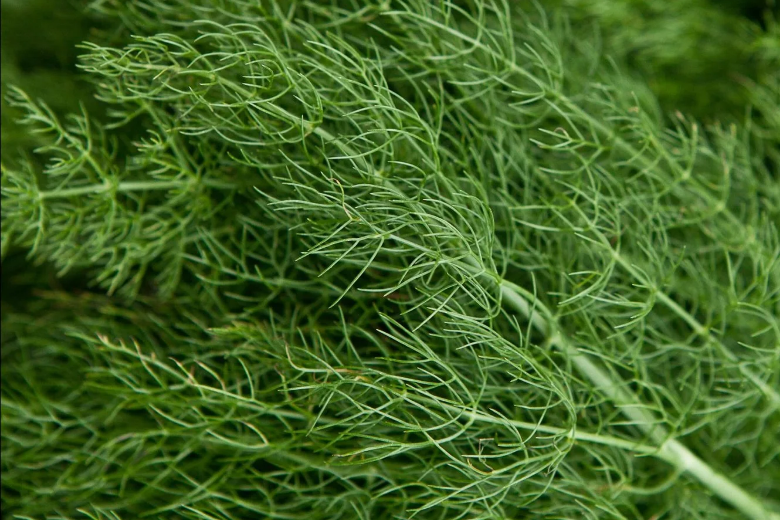 Dill Herb Seeds 500 Seeds G124 Bouquet Easy Grow Microgreen Anethum graveolens