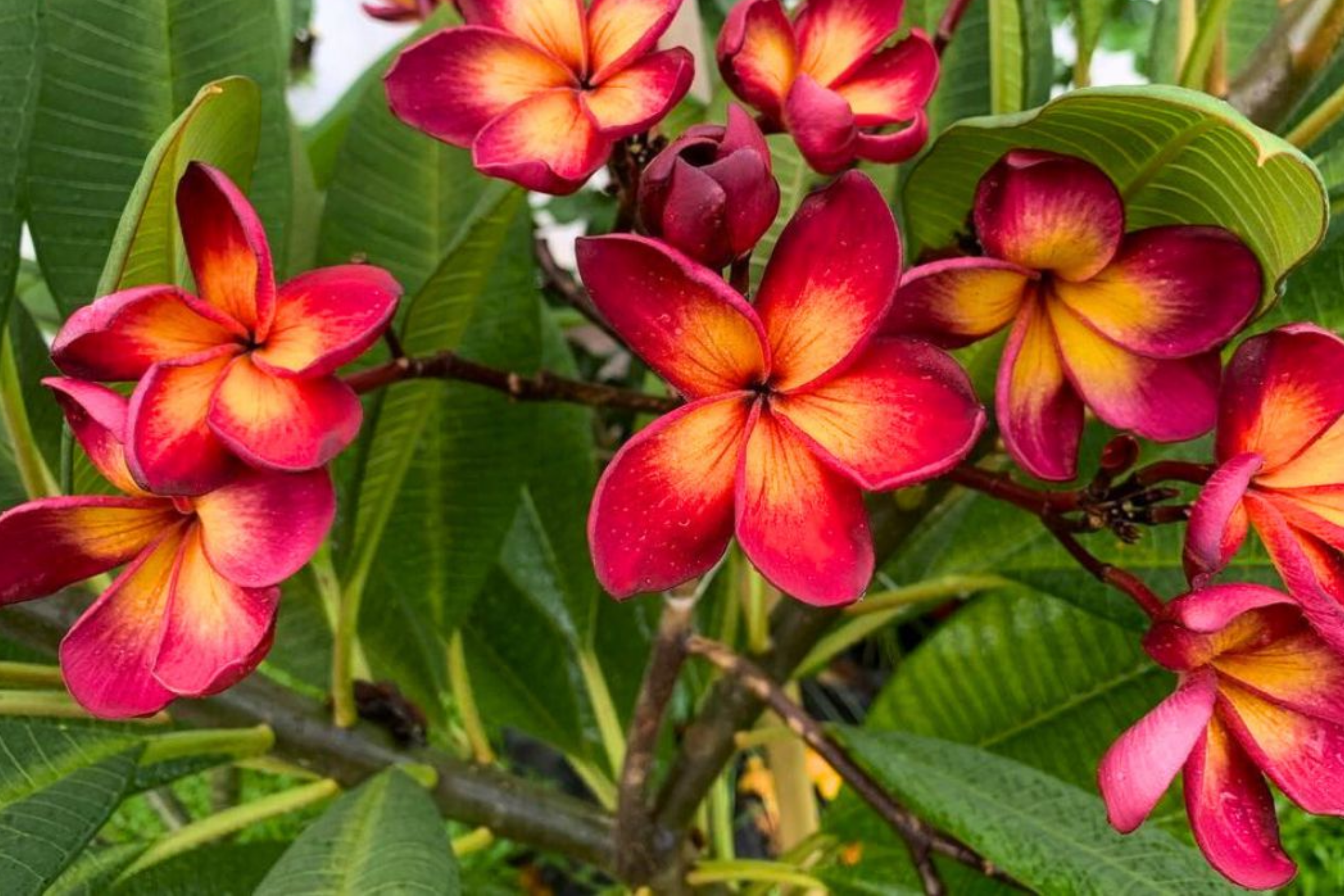 Plumeria Rubra Seeds 25 Count | Frangipani Mixed Set | Tropical Flowering Plants | Germination-Friendly