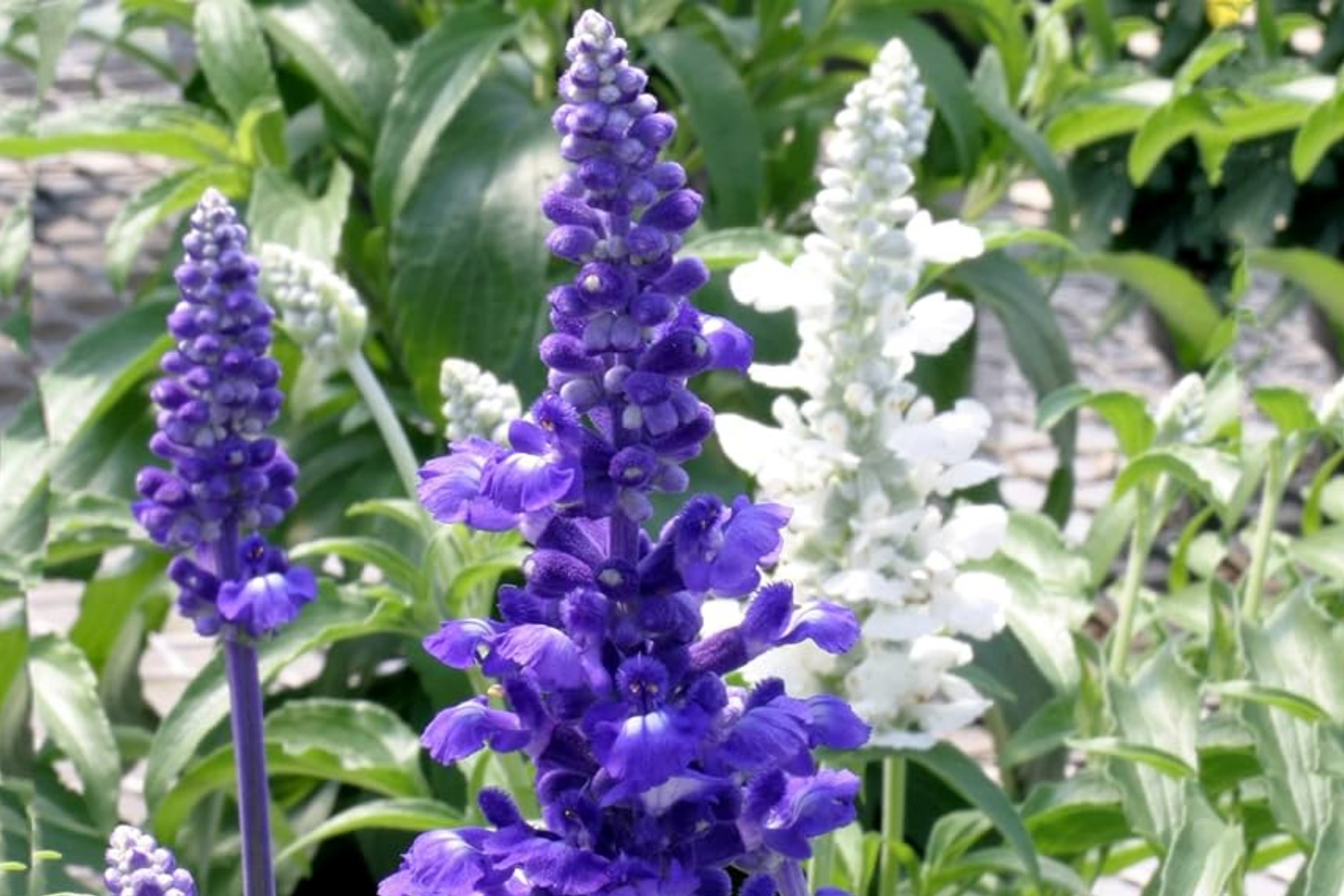 Salvia Seeds - 100 PCS Blue Victory - Salvia farinacea - Butterfly & Hummingbird Attracting, Compact Blooming Plants